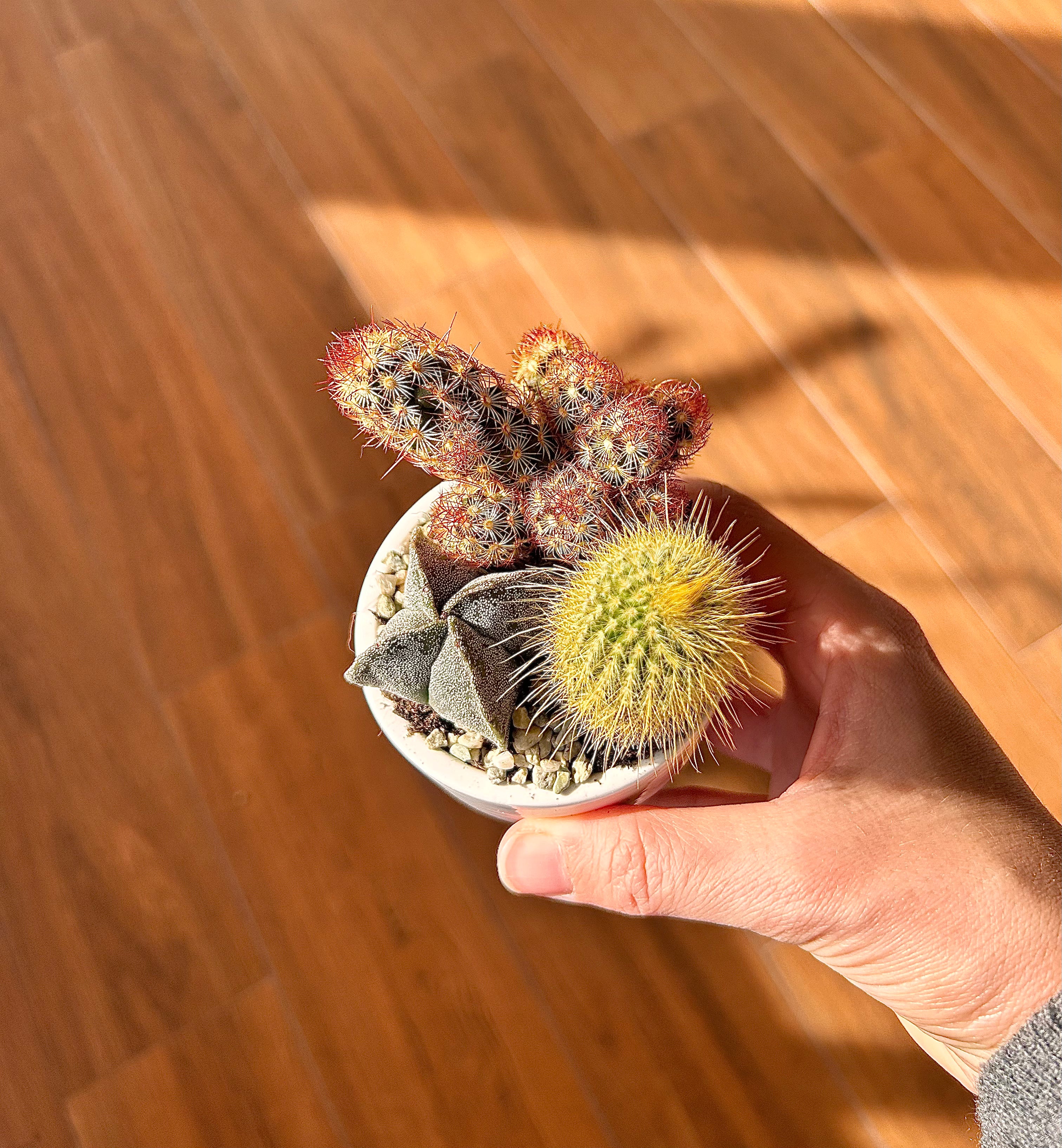 Composizione di piante grasse, vaso di ceramica artigianale e decorazioni.