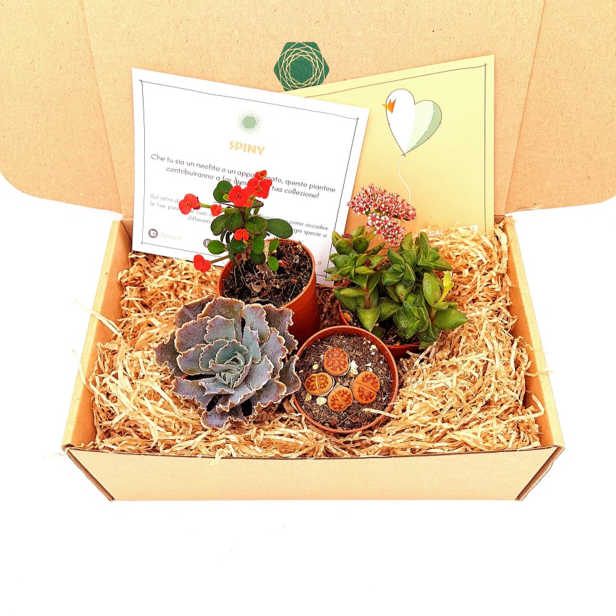 Idea Regalo - Set piante grasse vere (9 piante) - MyWebMagazine.com